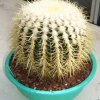 Echinocactus_grusonii
